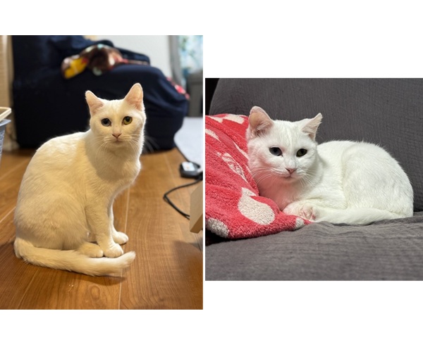 2026/2/28 掲載 ■名前: 成猫 25-C65 ■仮名: その子 ■性別: メス ■年齢: 2歳くらい ■ノミダニ駆除 済(薬品名:ネクストガードキャットコンボ) ■寄生虫駆除 済 ■ワクチン接種 予定 ■避妊・去勢 予定 ■血液検査 済(猫エイズ、猫白血病ともに陰性) 秋田市で保護されています 白猫でオッドアイの女の子です。 基本おっとりしていますがやや慎重派の性格です。 しかし興味を持ったものにはじゃれたり、ご飯やおやつの時間になるとスリスリ、ニャーニャー鳴いて傍にいます。 ゴハーン♪と鳴いてるように聞こえる時もあります(笑) ワクチン未接種には理由があり、アトピーのため免疫抑制剤の治療中です。そのため耳の毛が少し短いです。 痒がる様子はなく、投薬により症状は軽快してきています。 アトピー治療中ではありますがご理解頂き新しく家族に迎えてくださる方を探しています。 ■連絡先:E・佐々木 電話 080-3489-7436 (仕事の都合により平日は18時半~21時までにお願いします)