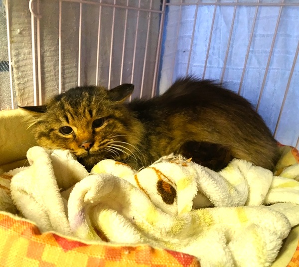 2026/3/2 掲載 ■名前: 成猫 25-C66■仮名: レオン ■性別: オス ■年齢: 4歳くらい ■ノミダニ駆除 済(薬品名:レボリューション) ■寄生虫駆除 済 ■ワクチン接 予定 ■去勢手術 済 ■血液検査 済(猫エイズ 陽性、白血病 陰性) 秋田市で保護されています 長毛の男子、レオンです動きはトロイ感じ。まだ、少し人なれしていないのでシャアシャアしています雪の降る日に背中に雪を一杯乗せて、片目も開かずうずくまっていたところ保護されました以前はは気軽に触れていましたが、1年振り位に現れ少しヤサグレています猫にとって、外での生活はとても過酷ですこれからは安心して過ごせるお家で、幸せになって欲しいと思います。 ■連絡先:E・佐々木 電話 080-3489-7436 (仕事の都合により平日は18時半~21時までにお願いします)