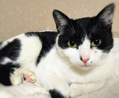 2020年6月26日更新2019年4月21日掲載■名前：成猫　19-C4■仮名：小春■性別：メス■年齢：3歳くらい■ノミダニ駆除済（薬品名：ブロードライン）■ワクチン接種済■避妊手術　済■血液検査  猫白血病、猫エイズ共に陰性秋田市で保護されています						白黒ハチワレ小柄な女の子です性格はツンデレ！小さなホクロがチャームポイント						■連絡先：E・佐々木　電話　080-3489-7436（仕事の都合により平日は夕方6時半～夜9時までにお願いします）