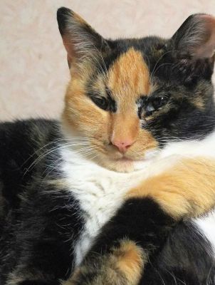 2019年5月7日写真入替2019年4月24日掲載■名前：成猫　19-C6　モモエ	■性別：メス■年齢：3歳くらい■ノミダニ駆除済（薬品名：ブロードライン）■ワクチン接種済■避妊手術　済■血液検査  猫白血病、  猫エイズ陰性						秋田市で保護されています。個性的な美人さんです。穏やかで優しい子です。避妊手術済みのしるしの耳カットされています。						■連絡先：E・佐々木　電話　080-3489-7436（仕事の都合により平日は夕方6時半～夜9時までにお願いします）