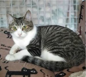 2019年12月5日掲載■名前：成猫　19-C49■性別：オス■年齢：6ヶ月くらい■ノミダニ駆除	済		■ワクチン接種	予定■避妊・去勢手術　予定八峰町で保護されています。性格いたずらっ子、何にでも興味津々ちょっとこわがりな男の子19-C45.C48.C49は兄妹です■連絡先：E・佐々木　電話　080-3489-7436（仕事の都合により平日は夕方6時半～夜9時までにお願いします）