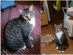 2021年2月23日更新2019年12月11日写真更新2019年9月5日写真更新2019年8月14日写真更新2019年7月17日更新2019年7月2日掲載	■名前：成猫 19-K108■仮名：レオ■性別：オス■年齢：1歳半くらい		■ノミダニ駆除	済	■ワクチン接種	済■去勢手術　済	■血液検査（猫エイズ・猫白血病ともに陰性）			由利本荘市で保護されています親兄弟と仲良く成長し、とても健康で元気な男子に成長しました遊ぶのが大好きですたくさん遊んであげて下さい！■連絡先:E・佐々木　電話　080-3489-7436（仕事の都合により平日は夕方6時半～夜9時までにお願いします）