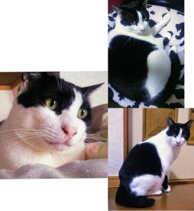 2020年6月15日更新2019年8月8日掲載	■名前：成猫 19-C28■仮名：ウシオ■性別：オス　　■去勢手術済み■年齢：3歳くらい■ノミダニ駆除	済（薬品名：ブロードライン）■ワクチン接種	予定■血液検査　猫白血病（陰性）猫エイズ（陽性）						秋田市で保護されています。おしゃべりで甘えん坊です。猫エイズ陽性ですが、元気に普通に生活しています。■連絡先：E・佐々木　電話　080-3489-7436（仕事の都合により平日は夕方6時半～夜9時までにお願いします）