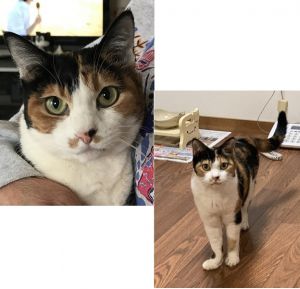 2020年12月14日掲載				■名前：成猫	20-C31■名前：ミケ		■性別：メス	■年齢：11歳くらい		■ノミダニ駆除	済				■ワクチン接種	済■避妊手術　　　済　■血液検査（猫白血病、猫エイズともに陰性）						■70歳以上の方・単身の方不可						秋田市で保護されています	活発で甘えん坊で人懐こいミケちゃんです慣れると抱っこも出来るし、一緒に布団の中で寝たりもします飼い主さんが病気闘病中のため、猫のお世話ができなくなってしまいました。家族が通って介護をしながら猫のお世話もしてますが、仕事もあり十分なお世話ができませんいっぱいいっぱいお世話してくれる方、いっぱいいっぱいかわいがってくれる新しい家族を探しています推定1歳未満で保護した当初からマラセチア菌による耳垢が出ますので、月1回の耳掃除は欠かせません											■連絡先：E・佐々木　電話　080-3489-7436（仕事の都合により平日は夕方6時半～夜9時までにお願いします）