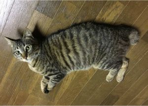 2021年5月12日更新2021年5月5日掲載			■名前：成猫	21-C14■性別：オス	■年齢：11か月くらい（2020/6/4生）■ノミダニ駆除	済	■ワクチン接種	済	■避妊・去勢手術 済■血液検査 済（猫エイズ、猫白血病共に陰性）由利本荘市で保護されています					甘えん坊な男の子です短くて丸まった尻尾がチャームポイント！21-C2と兄弟です					■連絡先：E・佐々木　電話　080-3489-7436				（仕事の都合により平日は夕方6時半～夜9時までにお願いします）