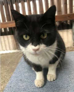 2021年6月28日更新2021年6月6日掲載			■名前：成猫	21-C19■仮名：みーちゃん■性別：メス	■年齢：確認中	■ノミダニ駆除	済			■ワクチン接種	済			■避妊・去勢手術 済			八峰町で保護されています。妊娠している時に保護しました。子猫は残念ながら亡くなってしまいました。只今、家の子修行中です！避妊手術しました。										■連絡先：E・佐々木　電話　080-3489-7436（仕事の都合により平日は夕方6時半～夜9時までにお願いします）