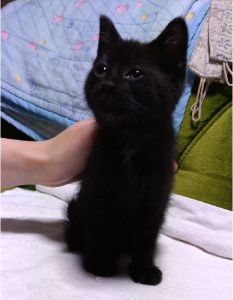2021年6月28日写真更新2021年6月18日掲載■名前：子猫	21-K13	■性別：メス■年齢：2か月くらい（4/21生）■ノミダニ駆除	済	■ワクチン接種	済	■血液検査（母猫が猫白血病、猫エイズともに陰性）由利本荘市で保護されています					まっすぐ尻尾の女の子母猫の母乳で兄弟元気に成長中です！21-K13.K14.K15は兄弟です■連絡先：E・佐々木　電話　080-3489-7436（仕事の都合により平日は夕方6時半～夜9時までにお願いします）