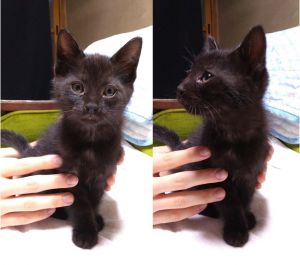 2021年7月14日掲載	■名前：子猫	21-K42■性別：メス■年齢：3ケ月くらい（4/21生）■ノミダニ駆除	済■ワクチン接種	済■血液検査（母猫が猫白血病、猫エイズともに陰性）	由利本荘市で保護されています					21-K41ととてもよく似た黒猫の女の子母猫の母乳で兄弟元気に成長中です！21-K13.14.15.29.41.42は兄弟です									■連絡先：E・佐々木　　電話　080-3489-7436（仕事の都合により平日は夕方6時半～夜9時までにお願いします）