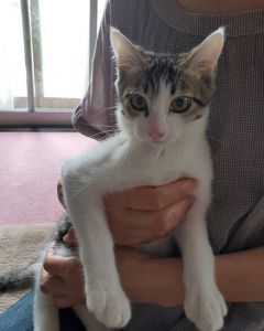 2022年6月12日更新2021年9月3日更新2021年8月19日掲載■名前：子猫	21-K68■性別：オス■年齢：1才半くらい■ノミダニ駆除	済■ワクチン接種	済■血液検査　猫エイズ・猫白血病共に陰性■避妊手術　済秋田市で保護されていますサバ白の元気な男の子です最初はちょっと警戒しますが人には慣れています21-K68.K69は兄弟です■連絡先：E・佐々木　　電話　080-3489-7436（仕事の都合により平日は夕方6時半～夜9時までにお願いします）