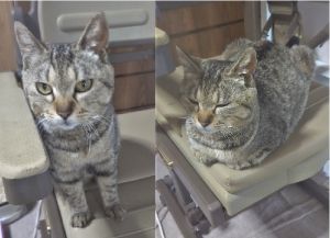 2021年9月2日更新2021年7月9日掲載■名前：成猫	21-C24■性別：メス	■年齢：2～3歳くらい■ノミダニ駆除	済（薬品名：ブロードライン）	■ワクチン接種	済（3種混合）■避妊手術  済			■血液検査（猫白血病陰性、猫エイズ陽性）	潟上市で保護されています初対面の人にもすぐ懐きますおとなしくて、頭の良さを感じる子です避妊手術しました！					■連絡先：E・佐々木　　電話　080-3489-7436（仕事の都合により平日は夕方6時半～夜9時までにお願いします）