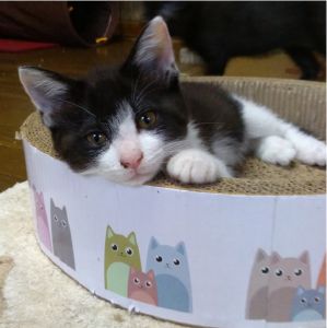 2021年11月1日更新2021年10月18日掲載■名前：成猫	21-C33■仮名：ななちゃん■性別：メス				■年齢：6か月くらい（4/15生）■ノミダニ駆除	済			■ワクチン接種	済			■避妊手術	済（10/31）			由利本荘市で保護されています	控えめながら活発なハチワレの女の子です兄弟で元気に成長しました！					C32～C35は兄弟です■連絡先：E・佐々木　　電話　080-3489-7436（仕事の都合により平日は夕方6時半～夜9時までにお願いします）