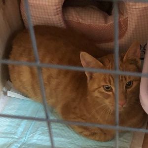 2021年11月24日掲載■名前	成猫	21-C37■性別	オス					■年齢	6ケ月半くらい			■ノミダニ駆除済■血液検査済(猫エイズ・猫白血病共に陰性)				■去勢手術済				仙北郡で保護されています人馴れ訓練中ですが少しずつ進歩していますトイレはしっかりできます				■連絡先月～金曜　18：30～21：00土日祝　9：00～21：00嵯峨　080-3489-9874