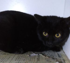 2021年12月6日掲載■名前：子猫	21-K150	■性別：オス■年齢：3か月くらい				■ノミダニ駆除	済	■ワクチン接種	済	■血液検査　母猫が猫エイズ・猫白血病共に陰性		由利本荘市で保護されています元気な男の子でよく食べますシャーシャーしますが触れせてくれます人慣れ訓練中です！尻尾は真っすぐで短めK118・K119・K120と兄弟です■連絡先：E・佐々木　　電話　080-3489-7436（仕事の都合により平日は夕方6時半～夜9時までにお願いします）