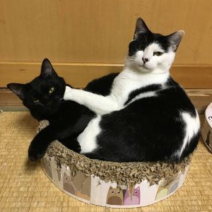 2022年4月8日更新2021年12月26日更新2021年10月18日掲載■名前：成猫	21-C35■性別：メス■年齢：1歳くらい（4/15生）■ノミダニ駆除	済	■ワクチン接種	済■避妊手術	済（12/24）由利本荘市で保護されています人懐っこいワンレンの女の子です兄弟で元気に成長しました！C32～C35は兄弟です■連絡先：E・佐々木　　電話　080-3489-7436（仕事の都合により平日は夕方6時半～夜9時までにお願いします）