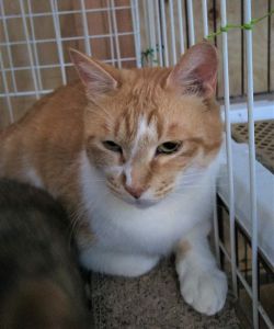 2022年7月7日更新2022年6月13日掲載■名前：成猫	22-C8■仮名：ゆうちゃん■性別：メス■年齢：3才くらい	■ノミダニ駆除	済■ワクチン接種	済（3種混合）■避妊手術　済	秋田市で保護されています	大人しい子ですが、警戒心が強く手を出すと威嚇します子供と一緒に居る母猫らしい行動です22-Ｃ5.Ｃ6.Ｃ7の母猫です避妊手術済ました	■連絡先：E・佐々木　　電話　080-3489-7436（仕事の都合により平日は夕方6時半～夜9時までにお願いします）