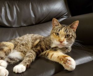 2022年6月21日掲載				■名前	成猫	22-C9			■性別  メス				■年齢	10歳くらい			■寄生虫・ノミダニ駆除済■ワクチン接種未■血液検査済秋田市で保護されています野良猫さんを保護してくださいましたマイペースなおっとりさん同居犬とも仲良く毛繕いもしますおねだりする姿がかわいいです				■連絡先	佐藤　　電話　080-3490-5051　(仕事の都合により出られない場合がございます。必ず留守電にお名前・譲渡希望の猫の番号・電話が可能な時間帯を入れてください。)									