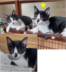 2022年6月27日更新2022年6月24日掲載■名前：子猫	22-Ｋ31■性別：メス■年齢：2か月くらい■ノミダニ駆除：済（薬品名：ブロードライン）三種町で保護されています活発で元気な女の子です22-Ｋ31.Ｋ32は姉妹です■連絡先：E・佐々木　　電話　080-3489-7436（仕事の都合により平日は夕方7時～夜9時までにお願いします）