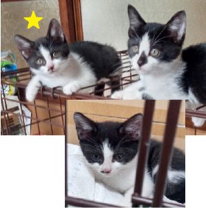 2022年6月27日更新2022年6月24日掲載■名前：子猫	22-Ｋ32	■性別：メス■年齢：2か月くらい■ノミダニ駆除：済（薬品名：ブロードライン）三種町で保護されています活発で元気な女の子です22-Ｋ31.Ｋ32は姉妹です■連絡先：E・佐々木　　電話　080-3489-7436（仕事の都合により平日は夕方7時～夜9時までにお願いします）