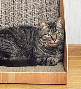 2022年7月18日掲載■名前：成猫	22-C12■性別：メス■年齢：8～9歳■ノミダニ駆除	済■ワクチン接種	済(2回済)■避妊手術　	済		■血液検査	猫白血病、猫エイズ共に陰性		男鹿市で保護されています		無事子猫を育て上げ、これからはのんびりと一緒に過ごしてくれる新しい家族を探しています			とても人慣れした子です			■連絡先：E・佐々木　　電話　080-3489-7436（仕事の都合により平日は夕方7時～夜9時までにお願いします）