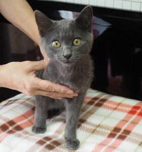 2023年2月9日更新2022年9月1日掲載■名前：子猫	22-K97■仮名：くろちゃん	■性別：オス	■年齢：8か月くらい	■ノミダニ駆除	済■ワクチン接種	済（3種混合）■去勢手術　済■血液検査　　済（猫エイズ・猫白血病共に陰性）	由利本荘市で保護されいています黒い毛色の男の子です人懐っこく活発で、猫じゃらしでよく遊びます母猫の母乳で兄弟元気に成長しました22-K97・K98は兄弟です■連絡先：E・佐々木　　電話　080-3489-7436（仕事の都合により平日は夕方7時～夜9時までにお願いします）		