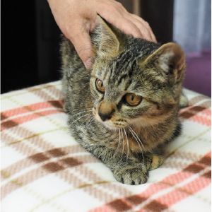 2023年2月9日更新2022年9月1日掲載■名前：子猫	22-K98■仮名：チャーちゃん	■性別：メス	■年齢：8か月くらい	■ノミダニ駆除	済	■ワクチン接種	済（3種混合）■避妊手術　　済■血液検査　　済（猫エイズ・猫白血病共に陰性）	由利本荘市で保護されいていますキジトラの女の子ですおっとりした性格で、遊び好きとても人懐っこい子です母猫の母乳で兄弟元気に成長しました22-K97・K98は兄弟です■連絡先：E・佐々木　　電話　080-3489-7436（仕事の都合により平日は夕方7時～夜9時までにお願いします）	