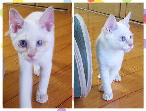 2022年9月25日掲載				■名前	子猫	22-K128			■性別  オス				■年齢	3か月くらい			■寄生虫・ノミダニ駆除済■ワクチン接種未■血液検査未秋田市で保護されています野良猫さんを保護してくださいました白猫さんですが耳と尻尾に茶色のポイントがあります人にも猫にも懐いています突然飛び出して驚かせる遊びがマイブームやんちゃで明るい性格の子ですまっすぐしっぽ保護時に目やにがひどく現在も治療中です				■連絡先	佐藤　　電話　080-3490-5051　(仕事の都合により出られない場合がございます。必ず留守電にお名前・譲渡希望の猫の番号・電話が可能な時間帯を入れてください。)									
