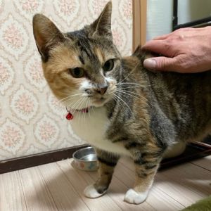 2023年4月10日掲載	■名前：成猫	23-C1■仮名：モカ	■性別：メス	■年齢：3～4歳	■ノミダニ駆除	済（薬品名：ブロードライン）	■寄生虫駆除	済	■ワクチン接種	済（3種混合）	■避妊手術　済	■血液検査：猫白血病陰性、猫エイズ陽性	男鹿市で保護されています				しま三毛女子です大人しい子ですが、遊びたがり！抱っこは苦手です猫エイズキャリアですので、一頭飼い又は猫エイズキャリアの先住猫さんの居るお宅が望ましいです		■連絡先：E・佐々木　　電話　080-3489-7436（仕事の都合により平日は夕方7時～夜9時までにお願いします）