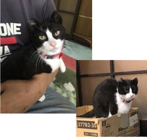 2023年5月19日掲載2023年5月26日動画掲載	■名前：子猫	23-K7■性別：メス	■年齢：5か月くらい	■ノミダニ駆除	済	■寄生虫駆除	済	■ワクチン接種	済	■避妊手術　済	■血液検査　済（猫エイズ猫 陽性、白血病 陰性　　　　　　　　　まだ幼いので、再検査を予定しています）能代市で保護されています		避妊手術済ませました！		とても人懐っこい白黒ハチワレの女の子です		小さめの耳がチャームポイント		今現在、猫風邪の治療中です		■連絡先：E・佐々木　　電話　080-3489-7436		（仕事の都合により平日は夕方7時～夜9時までにお願いします）		
