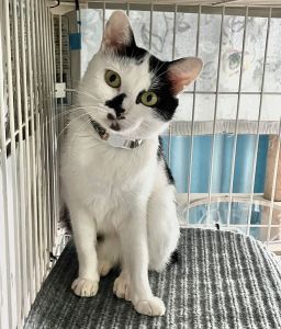 2023年9月28日掲載2024年8月24日動画掲載				■名前	成猫	23-C15■性別  メス		■年齢	1～2歳くらい			■ノミダニ・寄生虫駆除済■ワクチン接種済（3種）■血液検査済（猫エイズ・白血病共に陰性）■避妊手術済秋田市で保護されています人懐こく甘えん坊ですなでてもらうのが好きですまだ少し警戒心がありますがお世話に支障ないです				■連絡先	佐藤　　電話　080-3490-5051　(仕事の都合により出られない場合がございます。必ず留守電にお名前・譲渡希望の猫の番号・電話が可能な時間帯を入れてください。)									