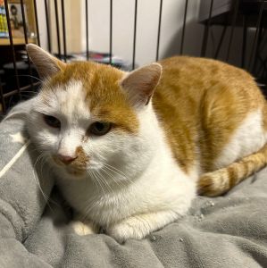 2023年12月2日掲載■名前：成猫	23-C23■性別：オス		■年齢：3歳くらい		■ノミダニ駆除	済■ワクチン接種	済	■避妊去勢手術	予定■血液検査（猫白血病、猫エイズともに陽性）湯沢市で保護されています茶白の男の子です寒い冬を外で過ごさせるのは可哀そうと保護されました猫エイズ・猫白血病陽性ですが、発症せず猫性を全うする子は沢山います■連絡先:E・佐々木　電話　080-3489-7436（仕事の都合により平日は夕方6時半～夜9時までにお願いします）