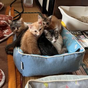 2024年2月7日掲載				■名前	子猫	23-K159■性別  オス	■年齢	3か月			■ノミダニ・寄生虫駆除予定■ワクチン接種予定■血液検査未秋田市で保護されています真ん中の顔だけ出している子です保護した母猫から産まれました兄妹仲良く遊んでいます23-K157・158と兄妹です				■連絡先	佐藤　　電話　080-3490-5051　(仕事の都合により出られない場合がございます。必ず留守電にお名前・譲渡希望の猫の番号・電話が可能な時間帯を入れてください。)									