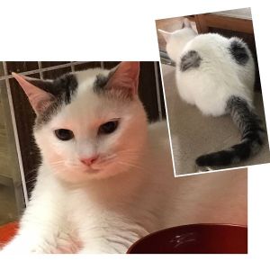 2024/5/29更新		■名前:成猫　23-C47　仮名：ニコ■性別:オス■年齢:1歳くらい■ノミダニ・寄生虫駆除済(薬品名：レボリューション)■ワクチン接種済(3種)■去勢手術済■血液検査済(猫エイズ・猫白血病共に陰性)(一定期間隔離環境に置いてから血液検査していますので猫エイズと猫白血病は陰性確定)活発な男の子身体は大きいですが気は小さい優しい子後ろ姿も可愛いです♪■連絡先・受付時間嵯峨　080-3489-9874月～金曜日　18：30～21：00土～日曜・祝日　9：00～21：00※通話中の着信履歴が表示されません　ショートメールの通知が鳴らないことが多いため　つながらない時はしばらくしてからおかけ直しをお願いいたします