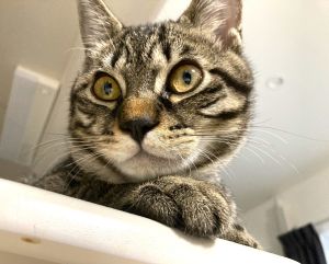 2024年9月3日写真更新2024年5月20日掲載		■名前：子猫	24-K10■仮名：豆助■性別：オス■年齢：７か月くらい	■ノミダニ駆除　済（薬品名：レボリューションプラス）	■寄生虫駆除　　済	■ワクチン接種　予定■血液検査　　済（猫エイズ、猫白血病ともに陰性）　　　　　まだ幼いので、生後6か月位での再検査をおすすめします	秋田市で保護されています				保護時、風邪をひいて弱っていましたが､すっかり良くなりました｡		やんちゃで甘えん坊､人慣れしやすい性格と思います｡		猫ファーストできる方､生涯大切にしてくださる方､		できれば猫の飼育経験ある方を希望します｡				■連絡先：E・佐々木　　電話　080-3489-7436		（仕事の都合により平日は夕方7時～夜9時までにお願いします）