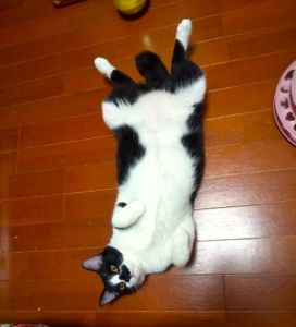2025年1月22日動画掲載2024年11月7日更新2024年9月12日写真更新2024年7月5日更新2024年6月28日写真更新2024年6月15日掲載		■名前：子猫	24-K29■仮名：はな	■性別：オス	■年齢：８ヵ月くらい（5/1生まれ）■ノミダニ駆除　　済（薬品名：ネクスガードキャットコンボ）	■寄生虫駆除　　　済	■ワクチン接種　　済（3種混合２回目）■避妊手術　　済■血液検査　猫エイズ・猫白血病共に陰性	秋田市で保護されていますいつもへそ天しています取ってこい遊びが大好きです小さいころから食いしん坊さん！相変わらずの食いしん坊で、他の子のご飯をつねに狙ってます不思議な事に、カギ尻尾の先がだんだん大きくなってきました		24-K27.28.29.30は兄弟です		■連絡先：E・佐々木　　電話　080-3489-7436		（仕事の都合により平日は18時半頃～21時までにお願いします）		