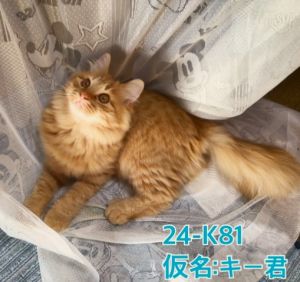 貰われました　3/24予約になりました　3/162025年2月10日更新2024年11月6日動画掲載2024年11月6日写真更新2024年8月17日掲載		■名前：子猫	24-K81■性別：オス	■年齢：８か月くらい	■ノミダニ駆除　　済	■寄生虫駆除　　　済	■ワクチン接種　　済	■去勢手術　済	■血液検査　済（猫エイズ・猫白血病共に陰性）鹿角郡で保護されています				何にでも興味があって活発な子ですあまり物怖じもしません		活発ですが猫パンチ をしても人に爪をたてたりしない子です				24-K79.80.81は兄弟です		■連絡先：E・佐々木　　電話　080-3489-7436		（仕事の都合により平日は18時半～21時までにお願いします）		