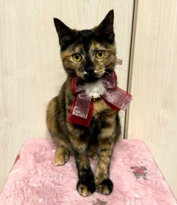 2024年11月21日写真等更新2024年10月17日写真等更新2024年8月17日掲載			■名前：子猫	24-K83■性別：メス	■年齢：６か月くらい	■ノミダニ駆除　　済（薬品名：ネクスガードキャットコンボ）	■寄生虫駆除　　　済	■ワクチン接種　　済（3種混合）■避妊手術　　　済■血液検査　　猫エイズ陽性・猫白血病陰性	能代市で保護されています		すっかり人にも慣れ、足にスリスリしてきてお腹を出してゴロゴロ喉を鳴らしてくれるようになりました。撫でられるのが好きな甘えん坊さんです！1人遊びも上手で夜も一緒に寝てくれます。爪切りもおとなしくやられてくれます。短いカギしっぽです		■連絡先：E・佐々木　　電話　080-3489-7436		（仕事の都合により平日は18時半～21時までにお願いします）