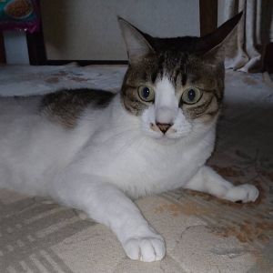 2024/9/25掲載		■名前:成猫　24-C25■性別:メス■年齢:５歳くらい■ノミダニ・寄生虫駆除済■避妊手術済■血液検査済(猫エイズ・猫白血病共に陰性)室内で生まれて室内で育った子です人懐っこい子です飼い主さんがご自身の健康面に不安を感じておりまだ若い猫達の譲渡先を探しています環境が整っている方であれば60代・70代の方への譲渡も大歓迎です成猫と穏やかな日々を過ごしませんか？■連絡先・受付時間嵯峨　080-3489-9874月～金曜日　18：30～21：00土～日曜・祝日　9：00～21：00※通話中の着信履歴が表示されません　ショートメールの通知が鳴らないことが多いため　つながらない時はしばらくしてからおかけ直しをお願いいたします