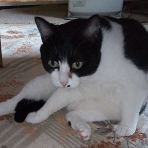 2024/9/25掲載		■名前:成猫　24-C23■性別:メス■年齢:9歳くらい■ノミダニ・寄生虫駆除済■避妊手術済■血液検査済(猫エイズ・猫白血病共に陰性)幼少期より家の中で育っていて人懐っこい子です飼い主さんがご自身の健康面に不安を感じておりまだ若い猫達の譲渡先を探しています環境が整っている方であれば60代・70代の方への譲渡も大歓迎です成猫と穏やかな日々を過ごしませんか？■連絡先・受付時間嵯峨　080-3489-9874月～金曜日　18：30～21：00土～日曜・祝日　9：00～21：00※通話中の着信履歴が表示されません　ショートメールの通知が鳴らないことが多いため　つながらない時はしばらくしてからおかけ直しをお願いいたします