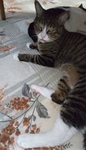 2024/9/25掲載		■名前:成猫　24-C26■性別:メス■年齢:５歳くらい■ノミダニ・寄生虫駆除済■避妊手術済■血液検査済(猫エイズ・猫白血病共に陰性)室内で生まれて室内で育った子です人懐っこい子です飼い主さんがご自身の健康面に不安を感じておりまだ若い猫達の譲渡先を探しています環境が整っている方であれば60代・70代の方への譲渡も大歓迎です成猫と穏やかな日々を過ごしませんか？■連絡先・受付時間嵯峨　080-3489-9874月～金曜日　18：30～21：00土～日曜・祝日　9：00～21：00※通話中の着信履歴が表示されません　ショートメールの通知が鳴らないことが多いため　つながらない時はしばらくしてからおかけ直しをお願いいたします