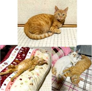 2025年1月8日更新2024年12月11日写真等更新2024年11月21日更新2024年11月5日掲載			■名前：子猫	24-K152■性別：オス	■年齢：５か月くらい（8月生まれ）	■ノミダニ駆除　　済（薬品名：ネクスガードキャットコンボ）	■寄生虫駆除　　　済	■ワクチン接種　　済（4種混合）2回目	■血液検査　　　　済（猫エイズ・猫白血病共に陰性）　まだ幼いので、生後6か月くらいでの再検査をおすすめします能代市で保護されています				無邪気で素直、天真爛漫な茶トラらしい男の子		遊ぶのが大好きです！一緒の保護されたK151が甘えていると「ボクも！」と甘えてきます		抱っこして撫でるとゴロゴロ、スリスリします寝る時も人にくっついて耳元でゴロゴロするので眠れません先住猫さんとも仲良くできそうです		新しい環境に馴れるのは時間がかかりますがゆっくりお付き合いしてくださるご家族希望です		■連絡先：E・佐々木　　電話　080-3489-7436		（仕事の都合により平日は18時半～21時までにお願いします）