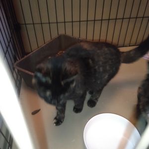 2024年11月14日掲載			■名前：子猫	24-K163■性別：メス	■年齢：3～4か月くらい	■ノミダニ駆除　　予定	■寄生虫駆除　　　予定	■ワクチン接種　　予定	男鹿市で保護されています				さび柄の女の子です		大人しめです						■連絡先：E・佐々木　　電話　080-3489-7436		（仕事の都合により平日は18時半～21時までにお願いします）