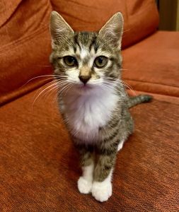 保護主さんが飼います　3/302024年12月2日掲載			■名前：子猫	24-K183■仮名：みーくん	■性別：オス	■年齢：3か月くらい	■ノミダニ駆除　　済（薬品名：ネクスガードキャットコンボ）	■寄生虫駆除　　　済	■ワクチン接種　　予定	秋田市で保護されています				キジ白の男の子		ご飯が大好きで元気いっぱいな甘えん坊です				■連絡先：E・佐々木　　電話　080-3489-7436		（仕事の都合により平日は18時半～21時までにお願いします）