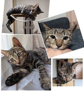 予約になりました　4/292025/4/15更新		■名前:子猫　24-K383■性別:メス■年齢:10ヵ月くらい　(推定2024年6/20生まれ)■ノミダニ・寄生虫駆除済(フロントラインスプレー・ドロンタール・ネクスガードキャット済)■ワクチン接種済(３種２回)■避妊手術済■血液検査済(猫エイズ・猫白血病共に陰性)(確定)エイズ・白血病はマイナスで確定していますので感染症を気になさる方にも安心して迎えていただけますおっとりした性格の女の子好奇心旺盛お風呂、トイレ等、どこへでも様子を伺いにくっついてくる興味津々な子です人懐っこくゴロゴロ喉を鳴らします顔を近づけてお話すると鼻チューや頭をゴッチン！してくれる甘えん坊さんです大人猫にも物怖じせずに挨拶します爪切りもおとなしくさせてくれますキジトラしっぽは少し短いかぎしっぽ■連絡先・受付時間(両名受付可能)🐈大嶋　070-3390-3998　(9：00～21：00)※留守番電話に切り替わった際はお名前・ご用件・希望の猫の番号等を残していただけると助かります🐈嵯峨　080-3489-9874　(月～金曜　18：30～21：00　土日・祝日　9：00～21：00)※通話中の着信履歴が表示されません　ショートメールの通知が鳴らないことが多いため　つながらない時はしばらくしてからおかけ直しをお願いいたします