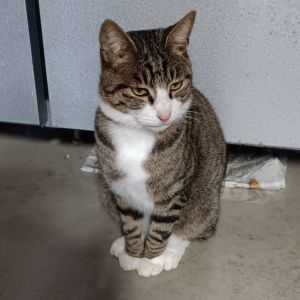 2024/12/7更新		■名前:成猫　24-C31　(仮名：ミミ)■性別:オス■年齢:１歳半くらい　(2023年春生まれ)■ノミダニ・寄生虫駆除済■ワクチン接種済(３種)■去勢手術済■血液検査済(猫エイズ・猫白血病共に陰性)秋田市で保護されています人懐っこい男の子人にくっついてあるきます抱っこ大好き■連絡先・受付時間嵯峨　080-3489-9874月～金曜日　18：30～21：00土～日曜・祝日　9：00～21：00※通話中の着信履歴が表示されません　ショートメールの通知が鳴らないことが多いため　つながらない時はしばらくしてからおかけ直しをお願いいたします