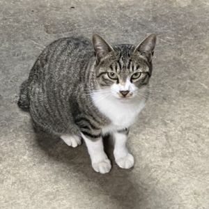 2024/12/7更新		■名前:成猫　24-C30　(仮名：モモ)■性別:オス■年齢:１歳半くらい　(2023年春生まれ)■ノミダニ・寄生虫駆除済■ワクチン接種済(３種)■去勢手術済■血液検査済(猫エイズ・猫白血病共に陰性)秋田市で保護されています人懐っこい男の子人にくっついてあるきます抱っこ大好き■連絡先・受付時間嵯峨　080-3489-9874月～金曜日　18：30～21：00土～日曜・祝日　9：00～21：00※通話中の着信履歴が表示されません　ショートメールの通知が鳴らないことが多いため　つながらない時はしばらくしてからおかけ直しをお願いいたします