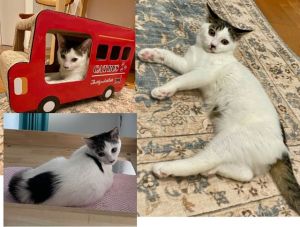 予約になりました　4/202025/1/2更新		■名前:子猫　24-K409■性別:メス■年齢:5ヵ月くらい　(推定7/7生まれ)■ノミダニ・寄生虫駆除済(フロントラインスプレー・ドロンタール・ネクスガードキャットコンボ済)■ワクチン接種済(３種２回)■血液検査済(猫エイズ・猫白血病共に陰性)■避妊手術済避妊手術しました甘えん坊でスリスリしてきますおしゃべりもします寝る時も人にくっついて寝ますボール遊びが好き先輩猫とも仲良しケージでお留守番もできます■連絡先・受付時間(両名受付可能)🐈大嶋　070-3390-3998　(9：00～21：00)※留守番電話に切り替わった際はお名前・ご用件・希望の猫の番号等を残していただけると助かります🐈嵯峨　080-3489-9874　(月～金曜　18：30～21：00　土日・祝日　9：00～21：00)※通話中の着信履歴が表示されません　ショートメールの通知が鳴らないことが多いため　つながらない時はしばらくしてからおかけ直しをお願いいたします