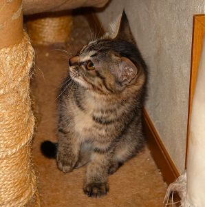 保護主さんが飼います　3/28予約になりました　3/162025年3月3日更新2024年12月28日掲載			■名前：子猫	24-K199■仮名：参號	■性別：メス	■年齢：５か月くらい	■ノミダニ駆除　　済	■寄生虫駆除　　　済	■ワクチン接種　　済	秋田市で保護されています				キジ虎柄の女の子		母猫の母乳で健康に元気に育ちました		トイレもきちんと使えます		24-K197.198.199.200は兄弟です		■連絡先：E・佐々木　　電話　080-3489-7436		（仕事の都合により平日は18時半～21時までにお願いします）