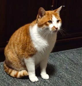 2025年2月2日更新2025年1月16日掲載			■名前：成猫	24-C51■性別：オス	■年齢：1才くらい	■ノミ･ダニ駆除	済	■寄生虫駆除	済	■ワクチン接種　済	■去勢手術	済	■血液検査	猫エイズ・猫白血病共に陰性	秋田市内で保護されています				茶白の男の子		食いしん坊の甘えん坊さんです						■連絡先：E・佐々木　　電話　080-3489-7436		（仕事の都合により平日は18時半～21時までにお願いします）