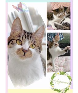 予約になりました　3/162025年2月11日写真等更新2025年1月24日更新2025年1月17日掲載■名前：子猫	24-K210	■仮名：レイ		■性別：オス		■年齢：５か月くらい		■ノミ･ダニ駆除　済（薬品名：レボリューション）		■寄生虫駆除	 済（薬品名：プロコックス）■ワクチン接種	済	■血液検査	猫エイズ、猫白血病ともに陰性（まだ幼いので、生後6か月くらいでの再検査をおすすめします）秋田市で保護されています						初めは少し警戒しますがすぐに慣れて、お願いがあると駆け寄ってアピールしたり、元気に遊びますが落ち着いた一面も持ち合わせています。			1人遊びも兄弟遊びもとっても上手、抱っこも撫で撫でも爪切りもOK、ご飯もモリモリ食べて排泄もバッチリです‼︎			 ケージでのお留守番もできます。			24-K209.210は兄弟です			■連絡先：E・佐々木　　電話　080-3489-7436			（仕事の都合により平日は18時半～21時までにお願いします）