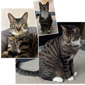 予約になりました　4/202025/3/18更新		■名前:子猫　24-K350■性別:オス■年齢:8ヵ月くらい　(推定5/10生まれ)■ノミダニ・寄生虫駆除済(フロントラインスプレー・ドロンタール・ネクスガードキャットコンボ済)■ワクチン接種済(３種２回)■血液検査済(猫エイズ・猫白血病共に陰性)(確定・一定期間隔離環境に暮らした後に再検査しました)■去勢手術済元気な男の子甘えん坊で足や肩にのぼってきます一緒に寝てくれます初めての人にもフレンドリー来客には自分から挨拶に行きます初めての環境にもすぐに慣れると思いますまっすぐしっぽエイズ・白血病はマイナスで確定していますので感染症を気になさる方にも安心して迎えていただけます■連絡先・受付時間(両名受付可能)🐈大嶋　070-3390-3998　(9：00～21：00)※留守番電話に切り替わった際はお名前・ご用件・希望の猫の番号等を残していただけると助かります🐈嵯峨　080-3489-9874　(月～金曜　18：30～21：00　土日・祝日　9：00～21：00)※通話中の着信履歴が表示されません　ショートメールの通知が鳴らないことが多いため　つながらない時はしばらくしてからおかけ直しをお願いいたします